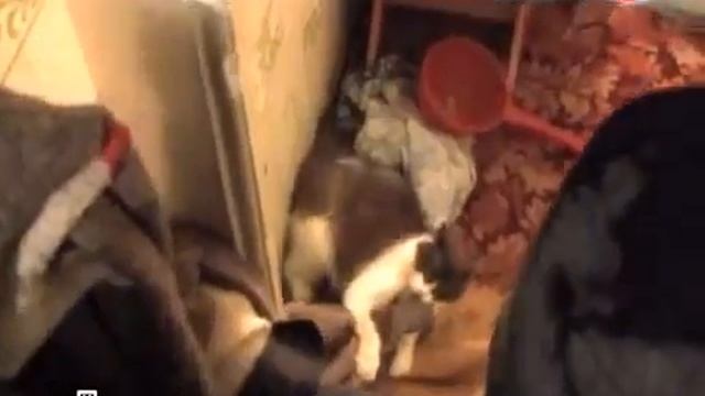 Бешенство домашней кошки смотреть онлайн