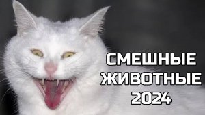Смешные животные 2024 - попробуй не засмеяться! (16 выпуск) кошки, собаки