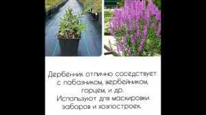МНОГОЛЕТНИКИ КОТОРЫЕ НЕ БОЛЕЮТ #shortvideo#садоводство#ландшафтныйдизайн#сад#garden#огород#цветы