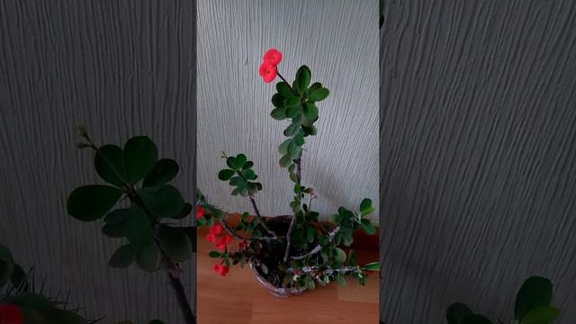 #shorts Молочай Миля. Комнатные растения. Euphorbia Mil. Houseplants.