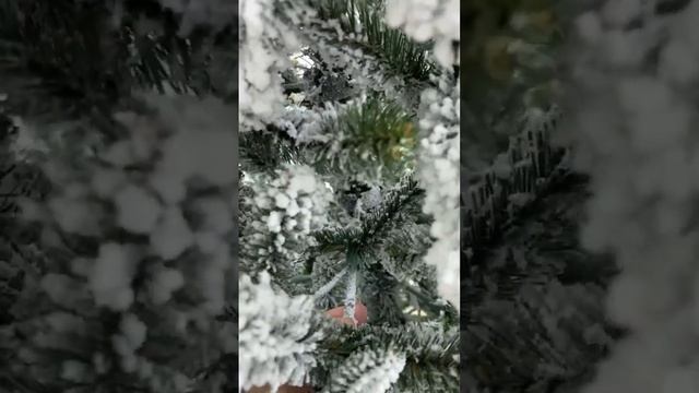 Ель Царевна заснеженная 2,14 м.