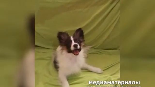 ПАПИНЬОН СОБАКА-БАБОЧКА (28.07)