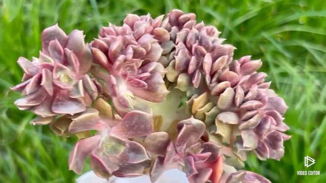 Echeveria Zestar смотреть онлайн