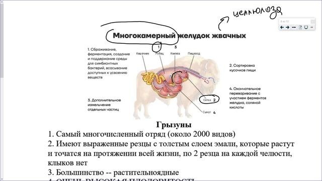 26_Млекопитающие