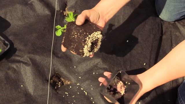 Как вырастить клубнику на даче? смотреть онлайн