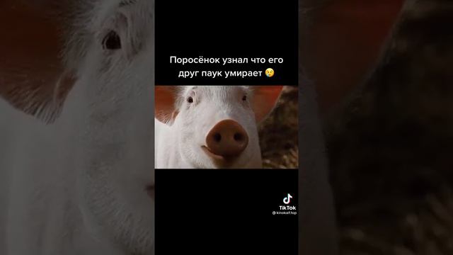 Поросёнок узнал что его друг паук умирает