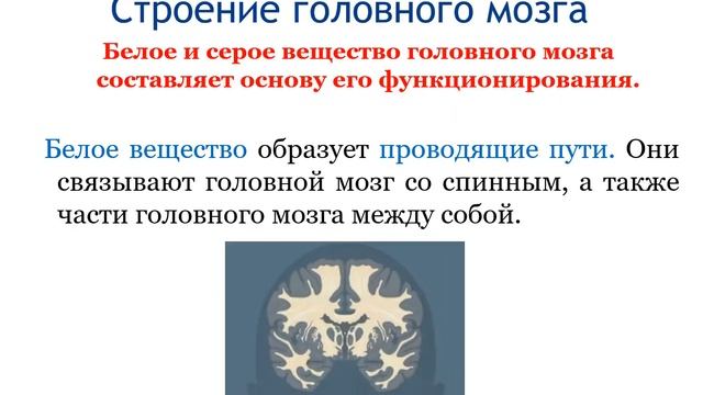 Строение и функции головного мозга