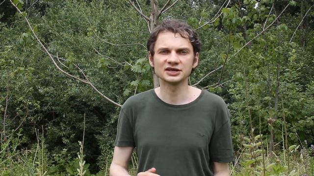 ТЛЯ НА СЛИВЕ. Сливовая опылённая (тростниковая) тля и методы борьбы с ней смотреть онлайн