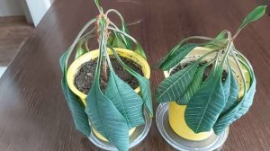 ПОМОГИТЕ спасти Молочай. Эуфорбия