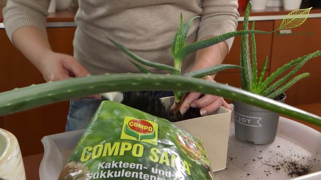 Aloes zwyczajny - pielęgnacja i przesadzanie. Jak pozyskać żel aloe vera смотреть онлайн