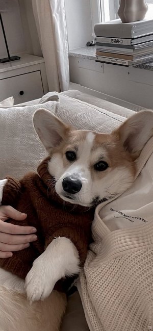 Самые милые видео с корги!