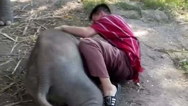 Парень решил обнять слоненка. Через секунду произошло немыслимое! смотреть онлайн