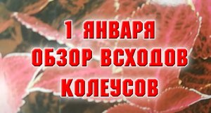 Обзор всходов Колеусов