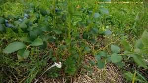 Голубика высокорослая сорта.Сорт голубики Нельсон