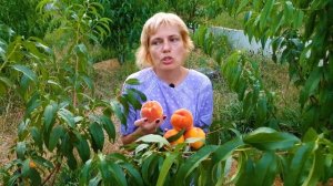 Канадский персик Вайнголд (Vinegold) - самый крупный, самый красивый, самый вкусный ! ! !