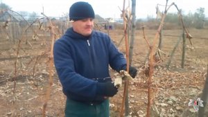 Обрезка винограда. Знаменка. Часть 2. Виноград 2015.