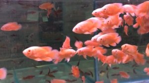 Астронотус красный оскар альбинос Astronotus Ocellatus Albino Red Oscar продажа оптом
