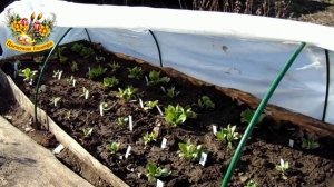 Примула в саду ,уход весной. Укрытие от возвратных заморозков .