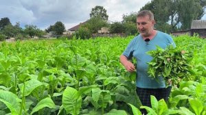 Табак не устоял после ливня и шквального ветра. Цветы заставляют менять клумбы. Наша жизнь в деревне