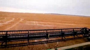 Большой скачок   Обвиняемый глютен