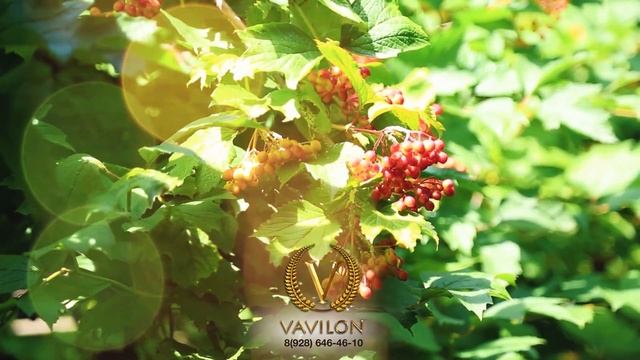 Красота и обычаи Чеченского народа смотреть онлайн