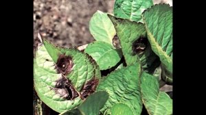 Болезни и вредители гортензии. Лечение.