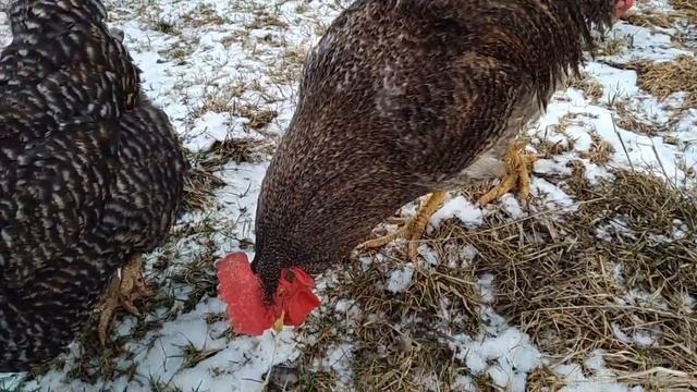 Пополнение в курятнике.( Доминанты Д-149) смотреть онлайн