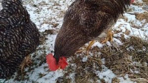 Пополнение в курятнике.( Доминанты Д-149)