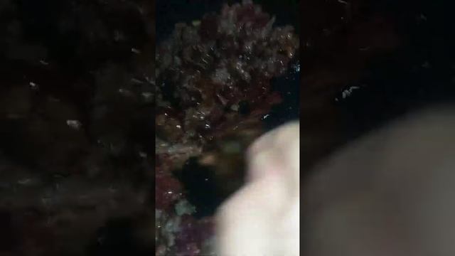 Фунчоза салат. смотреть онлайн