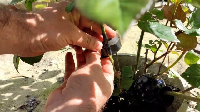 Быстрое укоренение Розы! Сразу 2 лёгких способа!