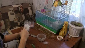 Фильтр для черепах своими руками, кормление черепах кошачьим кормом ))