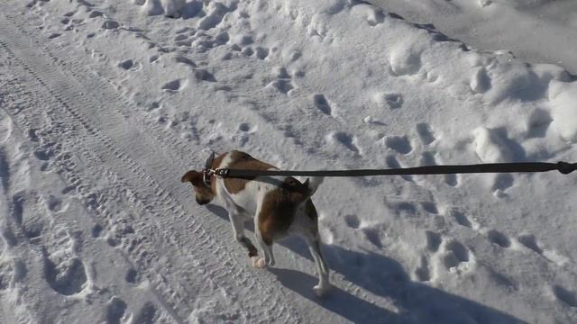 Русский спаниель 3 месяца 3 недели и фокстерьер. Часть 4. смотреть онлайн