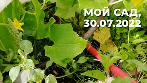 Мой сад, 30 июля