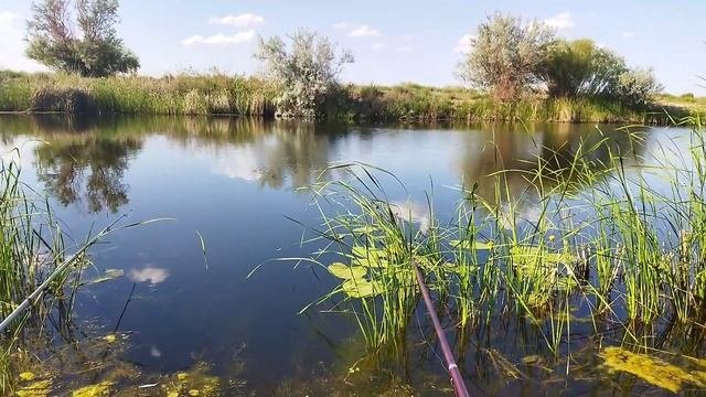 Вся правда об этой прикормке. Авторская прикормка на линя. Приготовлю, испытаю.