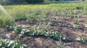 ОГОРОД  на Даче. Что растёт на огороде. Второй раз посадили ОГОРОД.