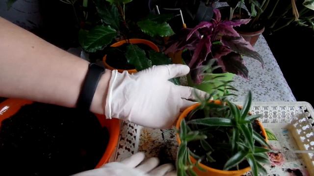 Последнее видео в 2020 году . Перевалка растений  с  рассуждением о блогерстве и взаимопонимании