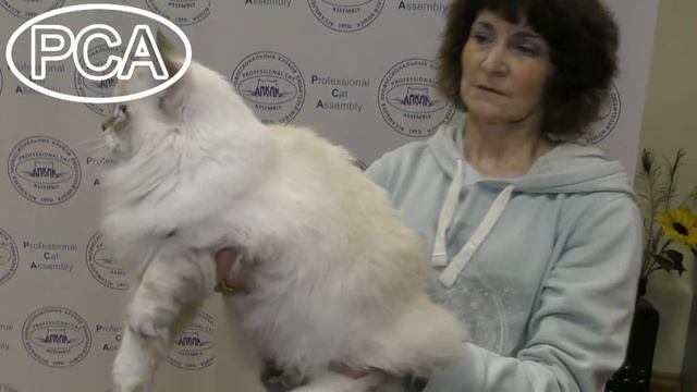 Сибирский кот. Выставка кошек PCA on-line. смотреть онлайн