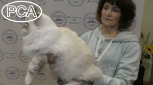 Сибирский кот. Выставка кошек PCA on-line.