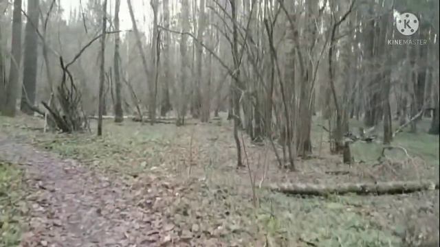 Прогулка в лесу/Разходка в гората/Walk in the forest  01.11.2021  #Лосиныйостров #лесопарк #осень