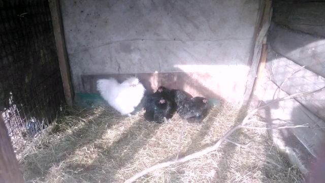 Пробую скрещивать китайского шёлкового петуха с карликовыми кохинхенами! смотреть онлайн