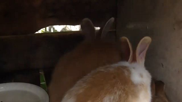 Что делать, если кролик испачкался?Крольчата переросли клетку! смотреть онлайн