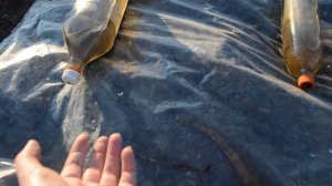 Теплые грядки весной