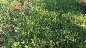 обзор спорыша и бегло других культур. наша технология выращивания чеснока целыми головками.