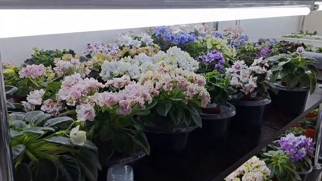 Как дела с семенами фиалки? смотреть онлайн