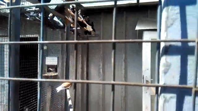 Бельская молдавская порода голубей