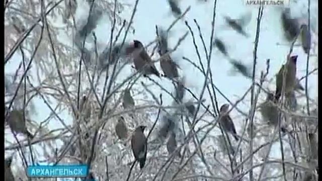 Архангельск облюбовали свиристели