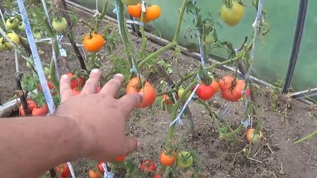 Как избавиться от запаха в уличном туалете смотреть онлайн