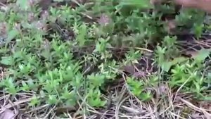 Заготовка Чабреца богородской травы / Harvesting of Thyme herb Bogorodskaya