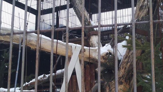 Леопард и его соседи. Amur leopard Ekaterinburg Zoo смотреть онлайн