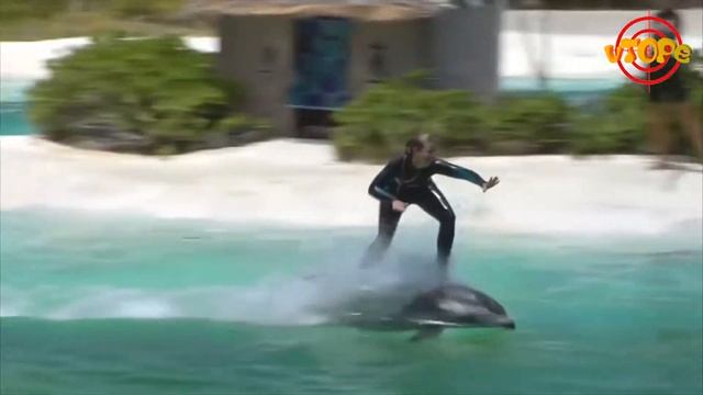 ТОП10 ГИБРИДОВ ЖИВОТНЫХ TOP10 ANIMAL HYBRIDS VTOPE